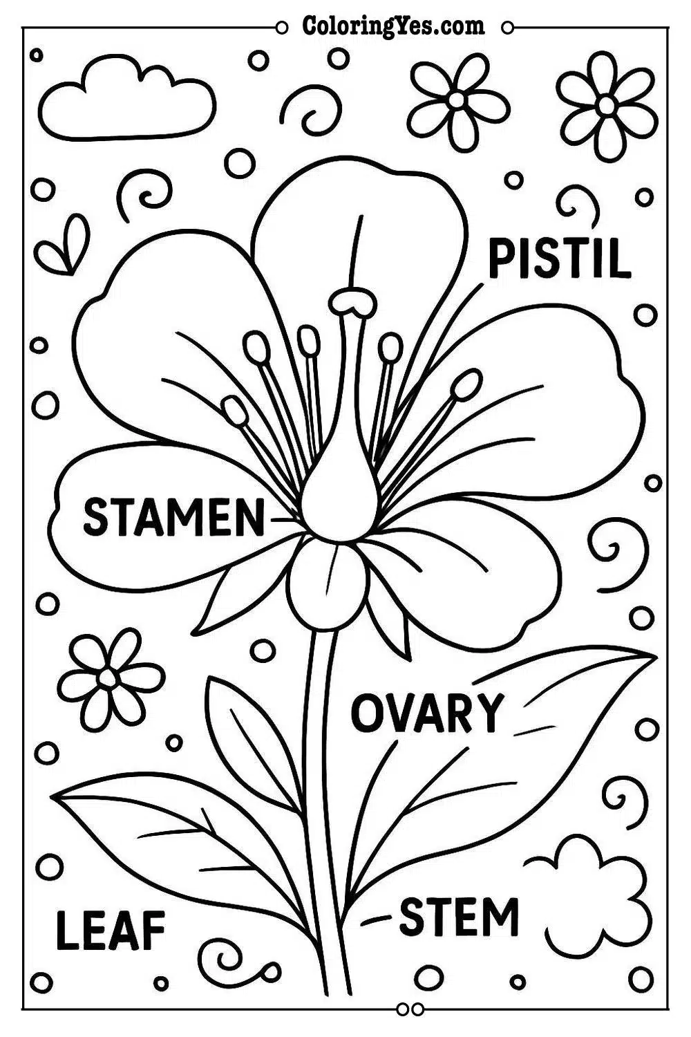 Anatomy of a flower scientific coloring pages-botany-Coloringyes.com