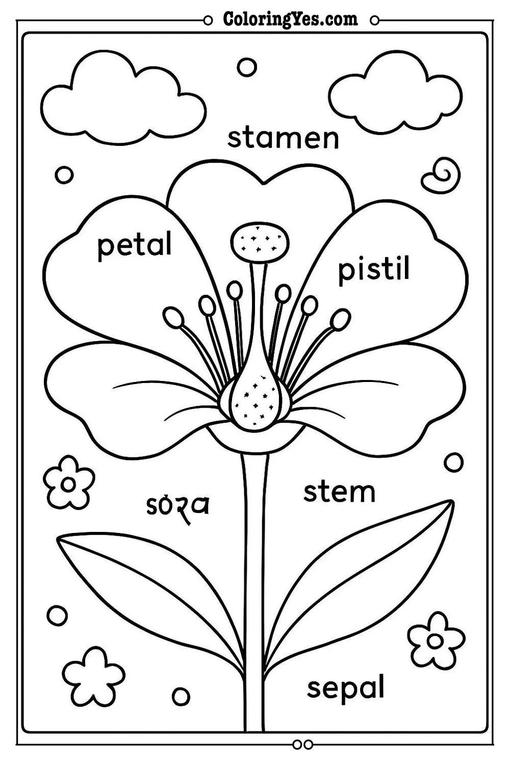 Anatomy of a flower scientific coloring pages-scientific-Coloringyes.com