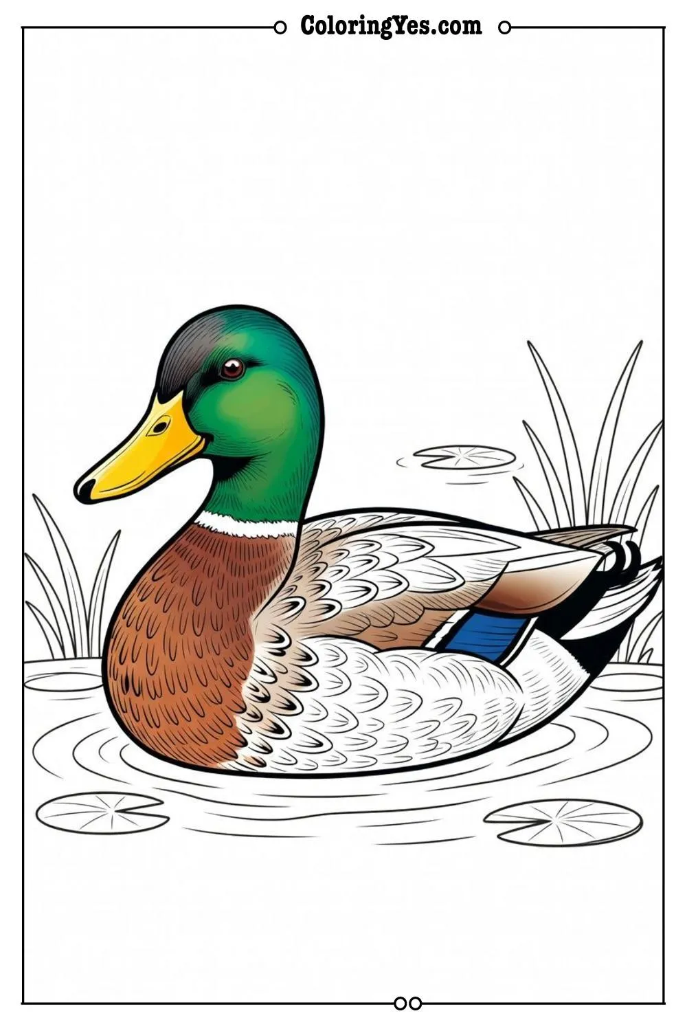 mallard duck colorful feathers